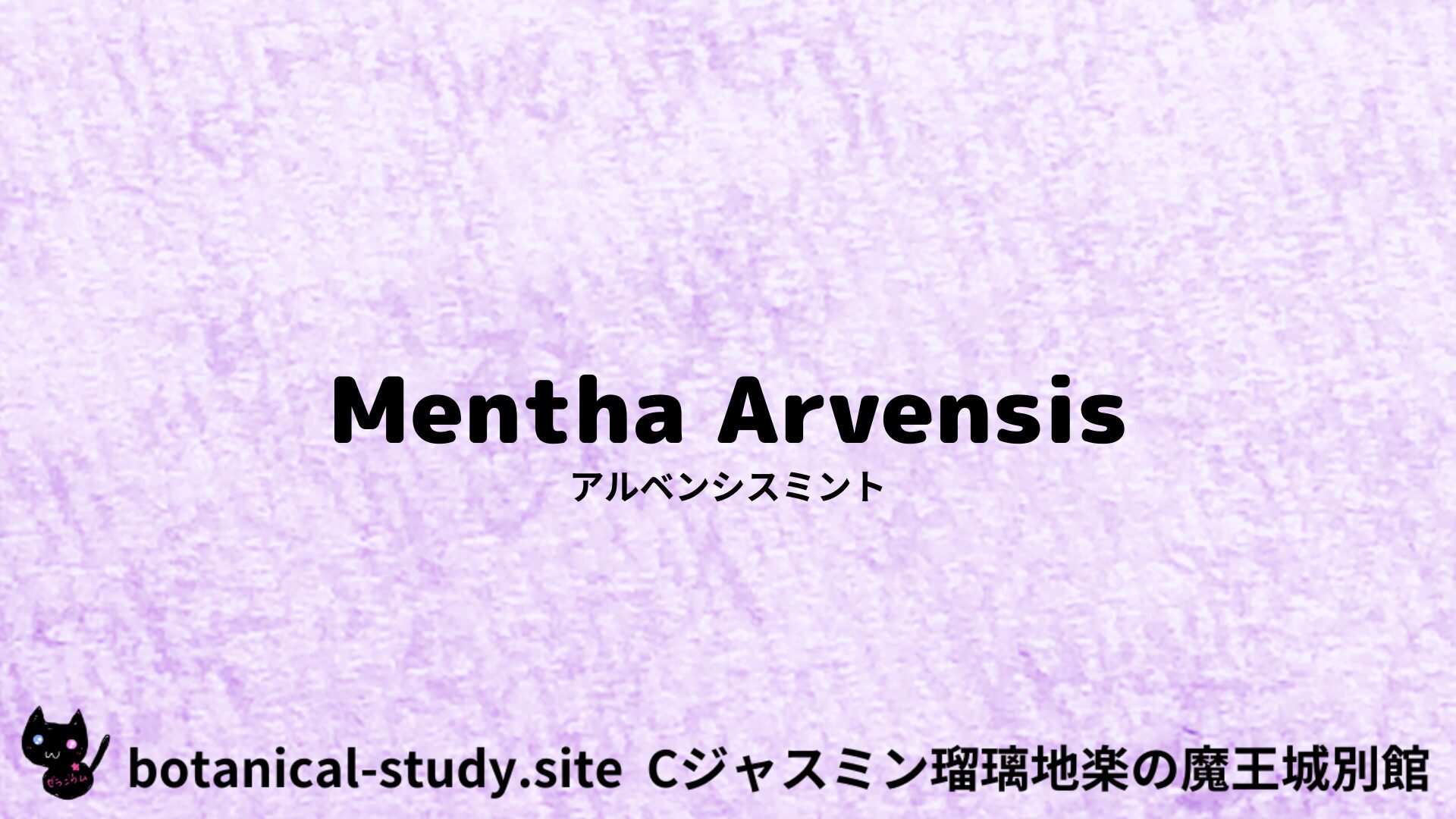 【別館】mentha-arvensis-angustifolia-アルベンシスミント/アイキャッチ＠botanical-study.site