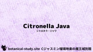 Citronella Java：Mini Dictionary Quiz　シトロネラ・ジャワ