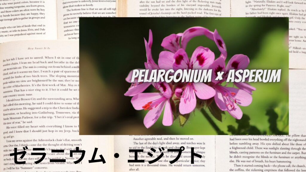 【別館画像】geranium-egypt-ゼラニウム・エジプト/アイキャッチ＠botanical-study.site