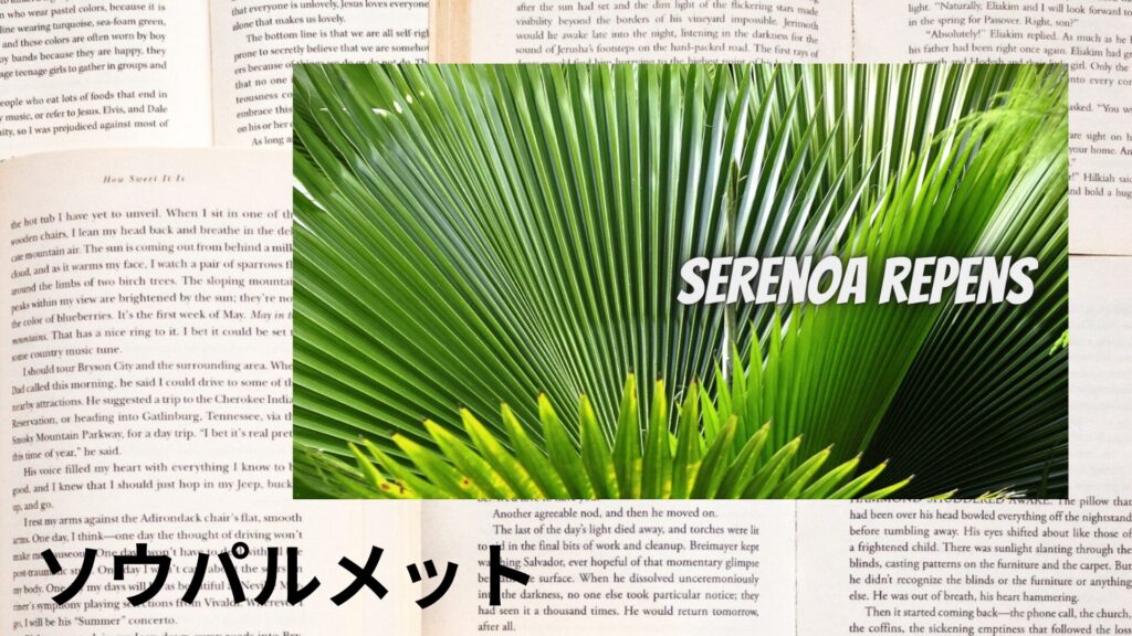 【別館画像】saw-palmetto-ソウパルメット/ハーブ/アイキャッチ＠botanical-study.site