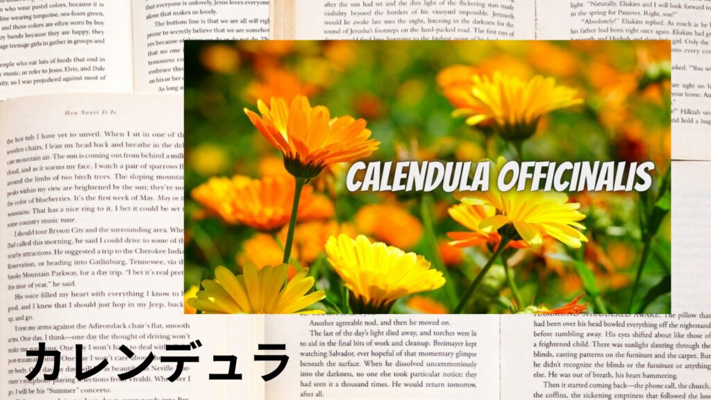 【別館画像】calendula-カレンデュラ/ハーブ/アイキャッチ@botanical-study.site