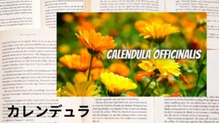 Calendula:Mini Dictionary カレンデュラ