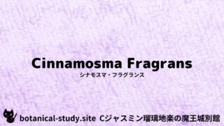 Cinnamosma Fragrans：Mini Dictionary Quiz　シナモスマ・フラグランス