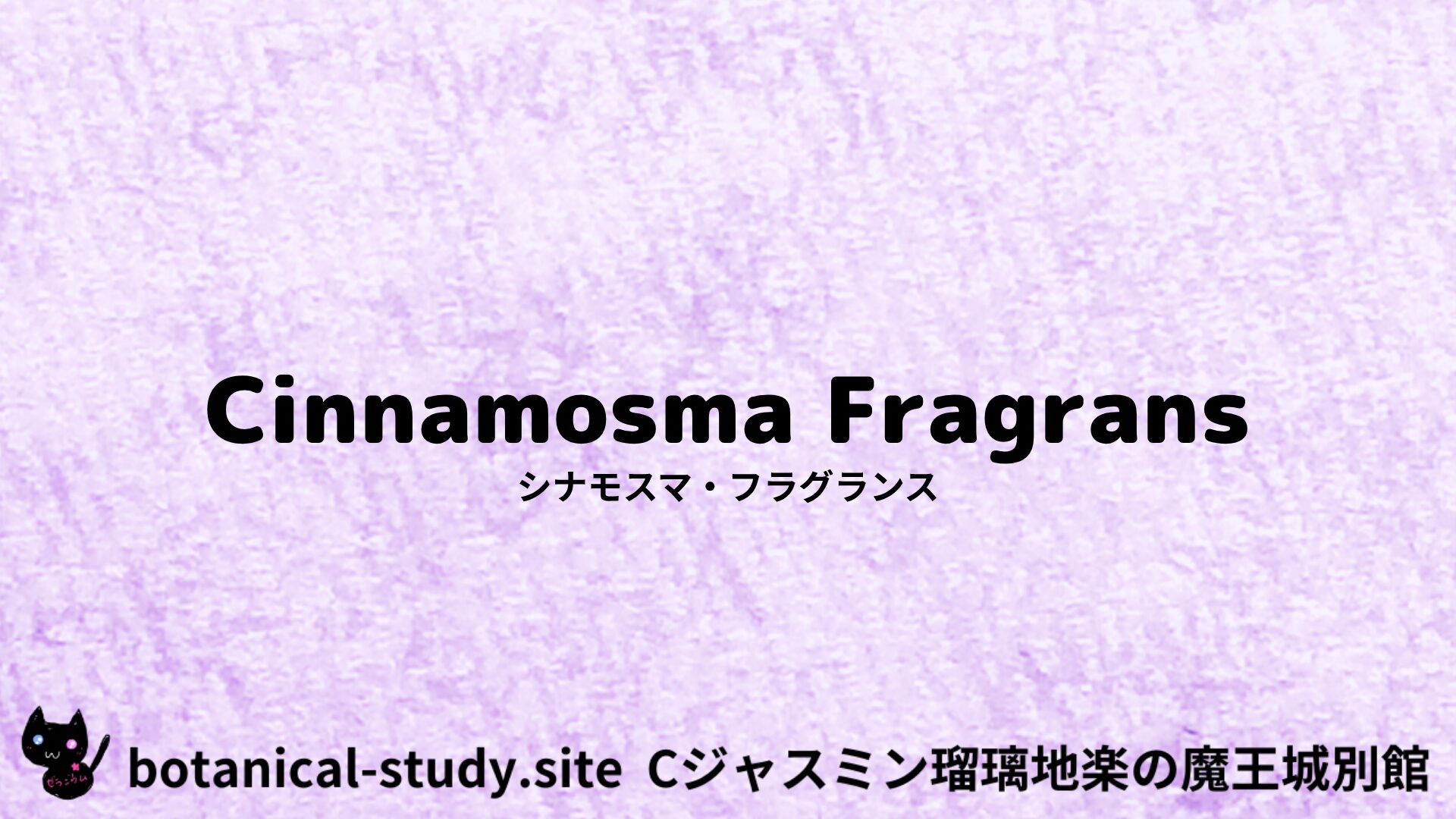 【別館】cinnamomum-fragrans-シナモスマ・フラグランス/アイキャッチ＠botanical-study.site