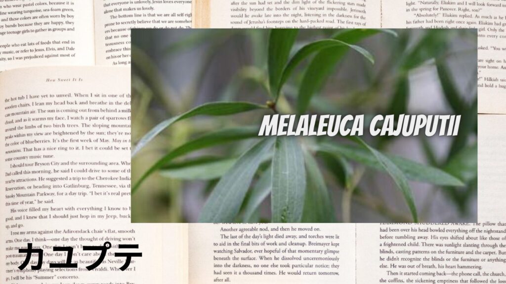 【別館画像】cajeput-カユプテ/アイキャッチ@botanical-study.site