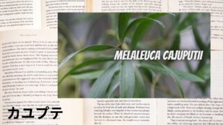 Cajuput：Mini Dictionary　カユプテ