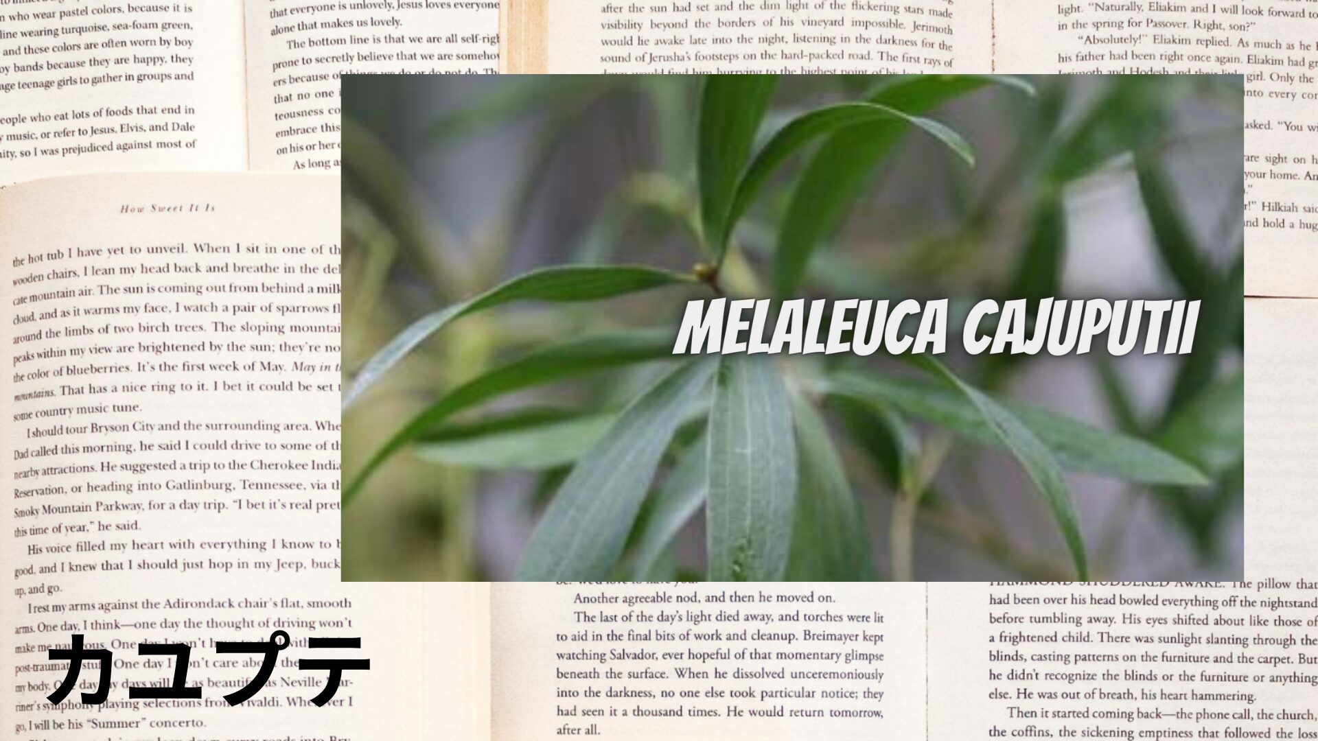 【別館画像】cajeput-カユプテ/アイキャッチ＠botanical-study.site