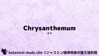 Chrysanthemum:Mini Dictionary Quiz キク