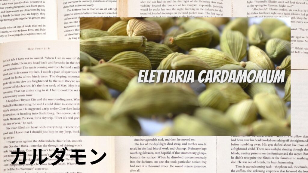 【別館画像】cardamom-カルダモン/ハーブ/アイキャッチ@botanical-study.site