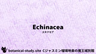 Echinacea:Mini Dictionary Quiz エキナセア