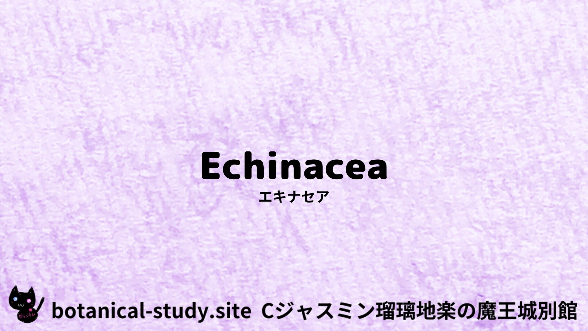 【別館】echinacea-エキナセア/ハーブ/アイキャッチ＠botanical-study.site