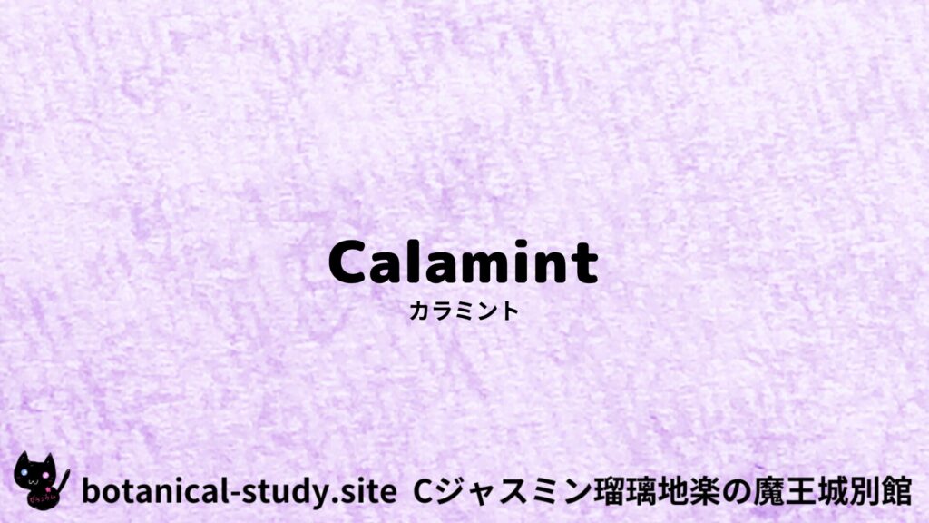 【別館】calamintha-nepeta-カラミント/アイキャッチ＠botanical-study.site