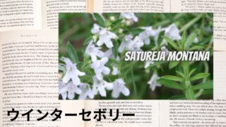 ウインターセボリー:プチ辞典