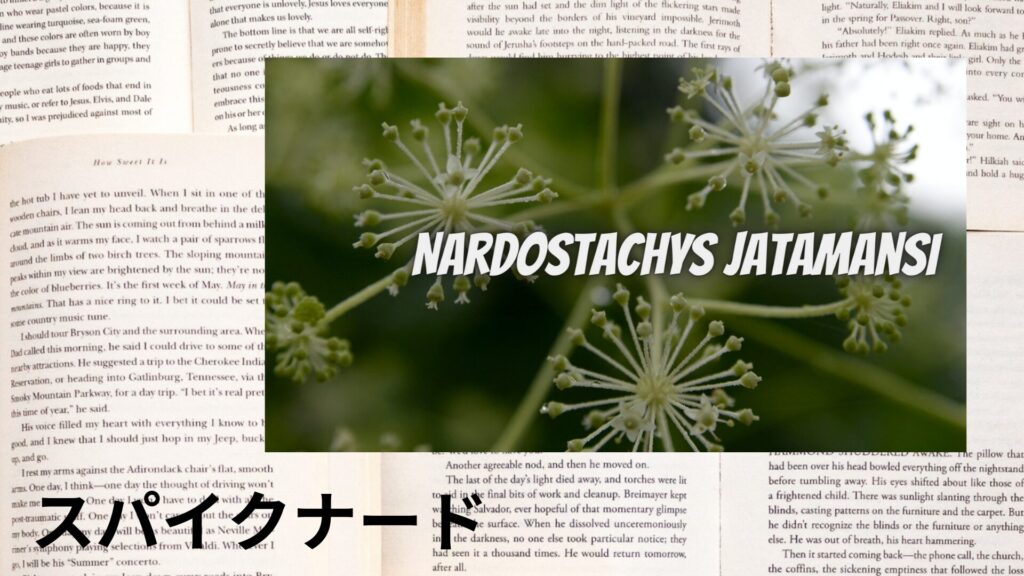 【別館画像】spikenard-スパイクナード/アイキャッチ＠botanical-study.site