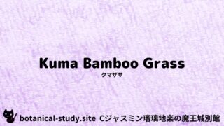 Kuma Bamboo Grass:Mini Dictionary Quiz クマザサ