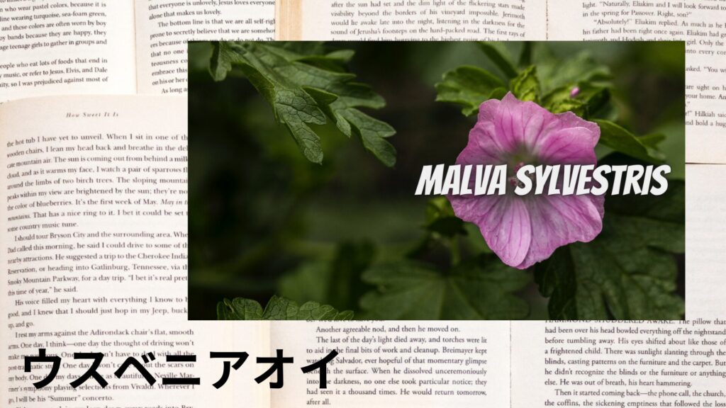 【別館画像】mallow-ウスベニアオイ/ハーブ/アイキャッチ@botanical-study.site