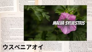 Mallow:Mini Dictionary ウスベニアオイ