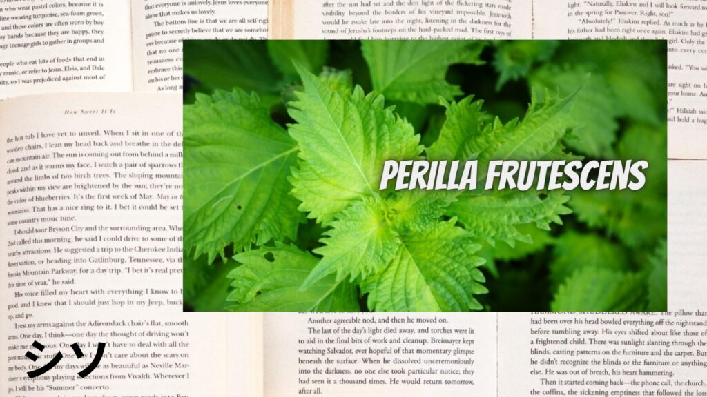 【別館画像】Perilla-シソ/アイキャッチ@botanical-study.site