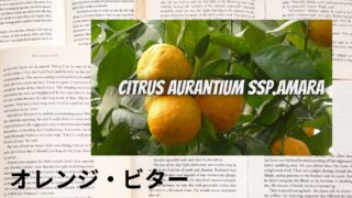 Bitter Orange:Mini Dictionary オレンジ・ビター