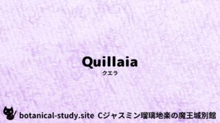 Quillaia:Mini Dictionary Quiz クエラ
