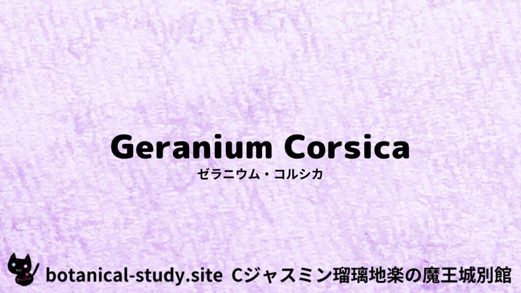 geranium-corsica-ゼラニウム・コルシカ/アイキャッチ＠botanical-study.site