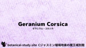 geranium-corsica-ゼラニウム・コルシカ/アイキャッチ＠botanical-study.site