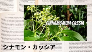 Cinnamon Cassia：Mini Dictionary　シナモン・カッシア