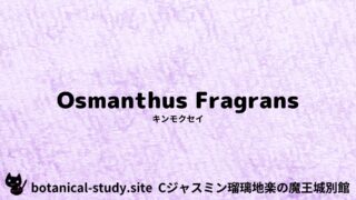 Osmanthus Fragrans:Mini Dictionary Quiz キンモクセイ