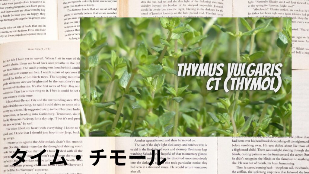 【別館画像】thyme-thymol-タイム・チモール/アイキャッチ@botanical-study.site