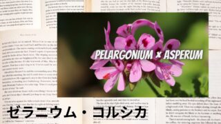 Geranium Corsica：Mini Dictionary　ゼラニウム・コルシカ　