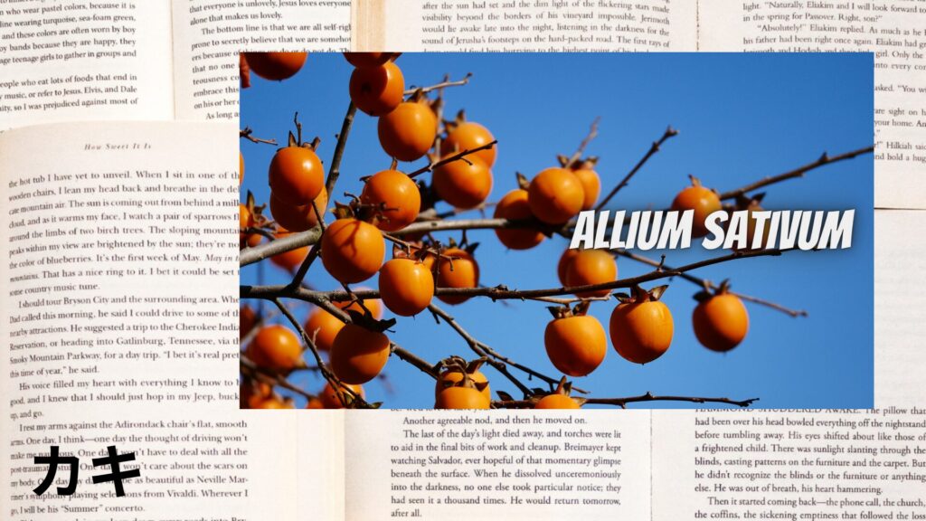 【別館画像】persimmon-カキ/ハーブ/アイキャッチ@botanical-study.site