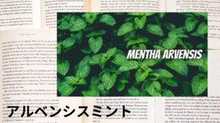 Mentha Arvensis：Mini Dictionary　アルベンシスミント
