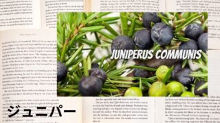 Juniper：Mini Dictionary　ジュニパー