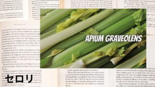 Celery：Mini Dictionary　セロリ
