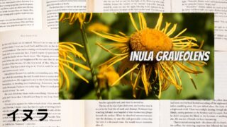 Inula:Mini Dictionary イヌラ