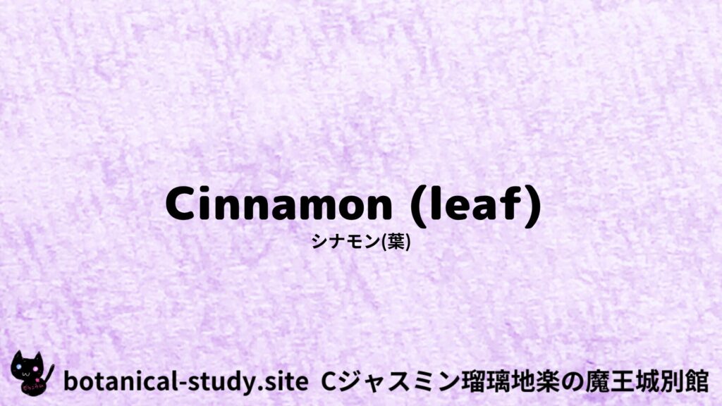 【別館】cinnamon-leaf-シナモン葉/アイキャッチ＠botanical-study.site