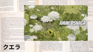 Quillaia:Mini Dictionary クエラ