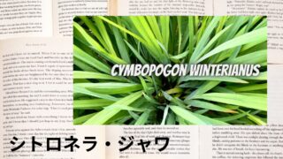 シトロネラ・ジャワ：プチ辞典