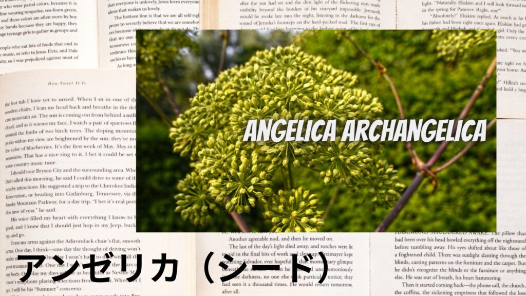angelica-seed-クイックリンクバナー/アンゼリカ(シード)＠botanical-study.site
