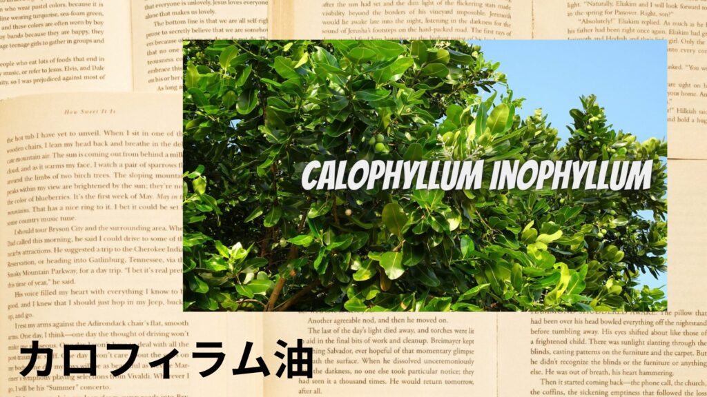 【別館画像】calophyllum-oil-カロフィラム油/アイキャッチ＠botanical-study.site