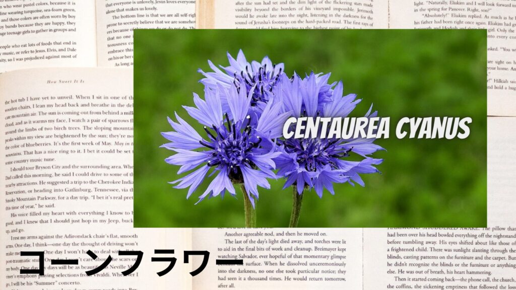 【別館画像】cornflower-コーンフラワー/ハーブ/アイキャッチ＠botanical-study.site