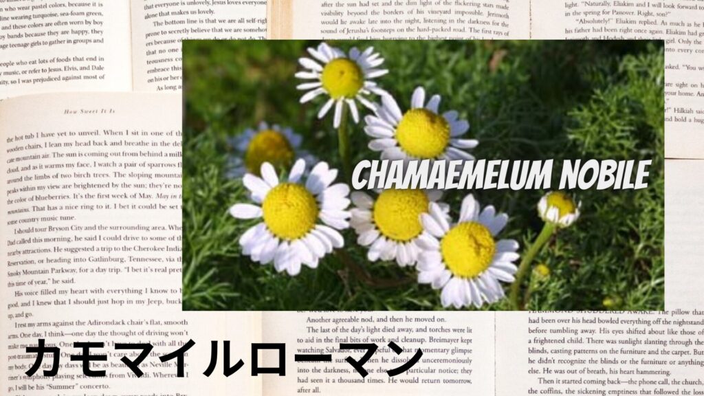 【別館画像】chamomile-roman-カモマイル・ローマン/ハーブ/アイキャッチ＠botanical-study.site