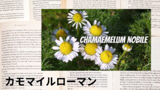 Roman Chamomile：Mini Dictionary　カモマイル・ローマン