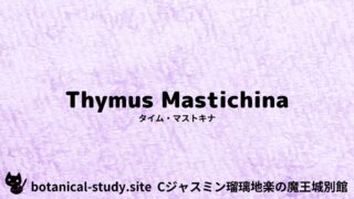 Thyme Mastichina：Mini Dictionary Quiz　タイム・マストキナ