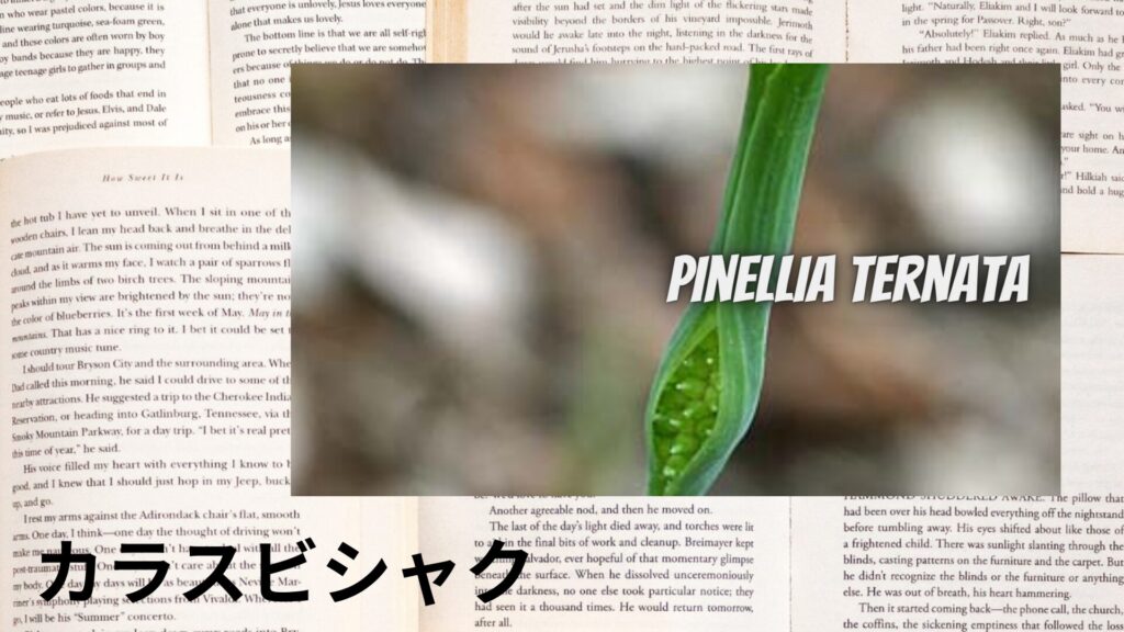 【別館画像】pinellia-ternata-カラスビシャク/ハーブ/アイキャッチ＠botanical-study.site