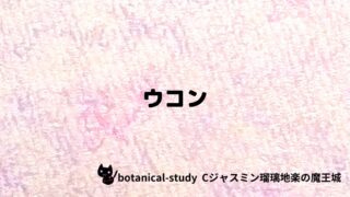 ウコン:プチ辞典クイズ