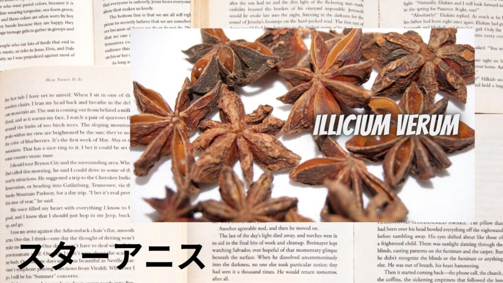 【別館画像】star-anise-スターアニス/ハーブ/アイキャッチ＠botanical-study.site