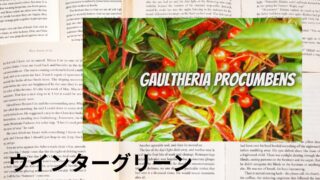 ウインターグリーン：プチ辞典