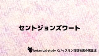 セントジョンズワート：プチ辞典クイズ