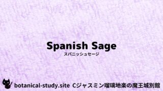Spanish Sage：Mini Dictionary Quiz　スパニッシュセージ